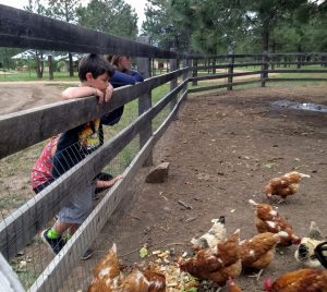 A few campers leaning on a fence, watching chickens peck at food scraps