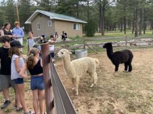 A few campers looking at two fuzzy alpaca in a coral.